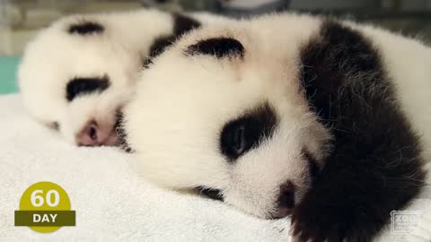 The first 100 Days of Mei Lun and Mei Huan