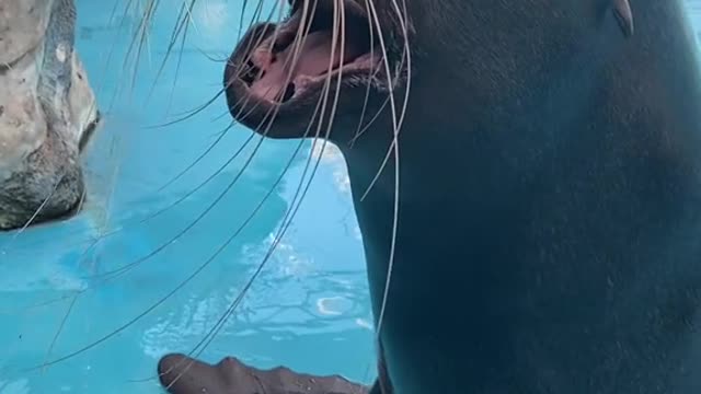 Listen to the sea lions.# Animalworld