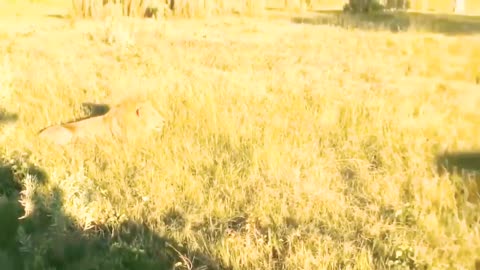 wild animals video I wild animals hunting I wild animal attack