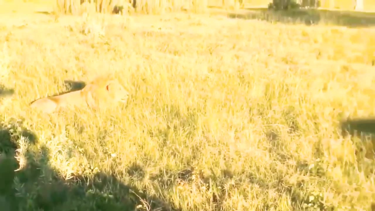 wild animals video I wild animals hunting I wild animal attack