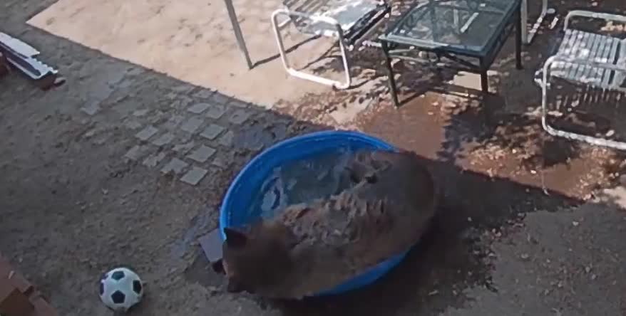 Bear Swimming in Tiny Tahoe Pool