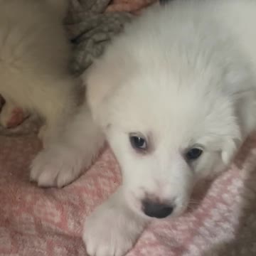 What happens when we play hide and seek with the puppies! Lol