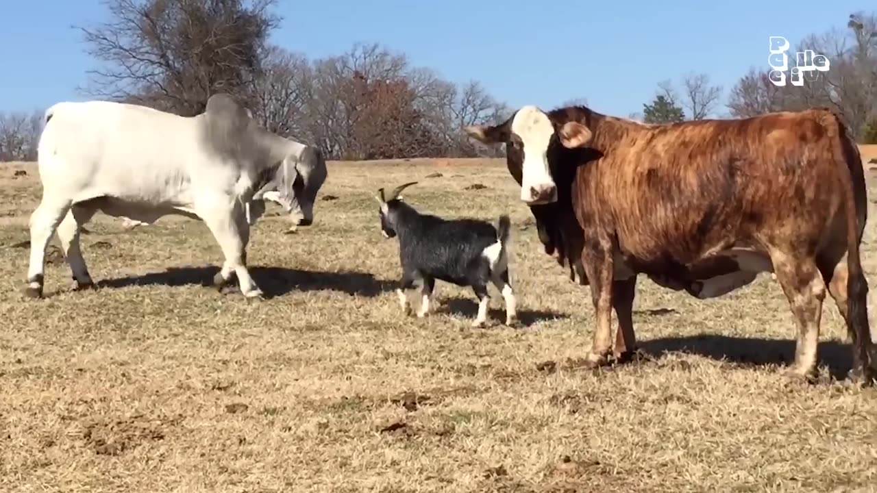 The FUNNIEST Farm Animals 🤣 🐓🐷