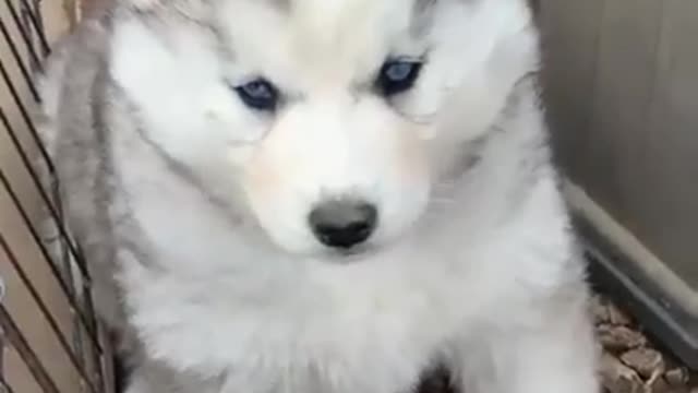 The Most Adorable Husky Puppies