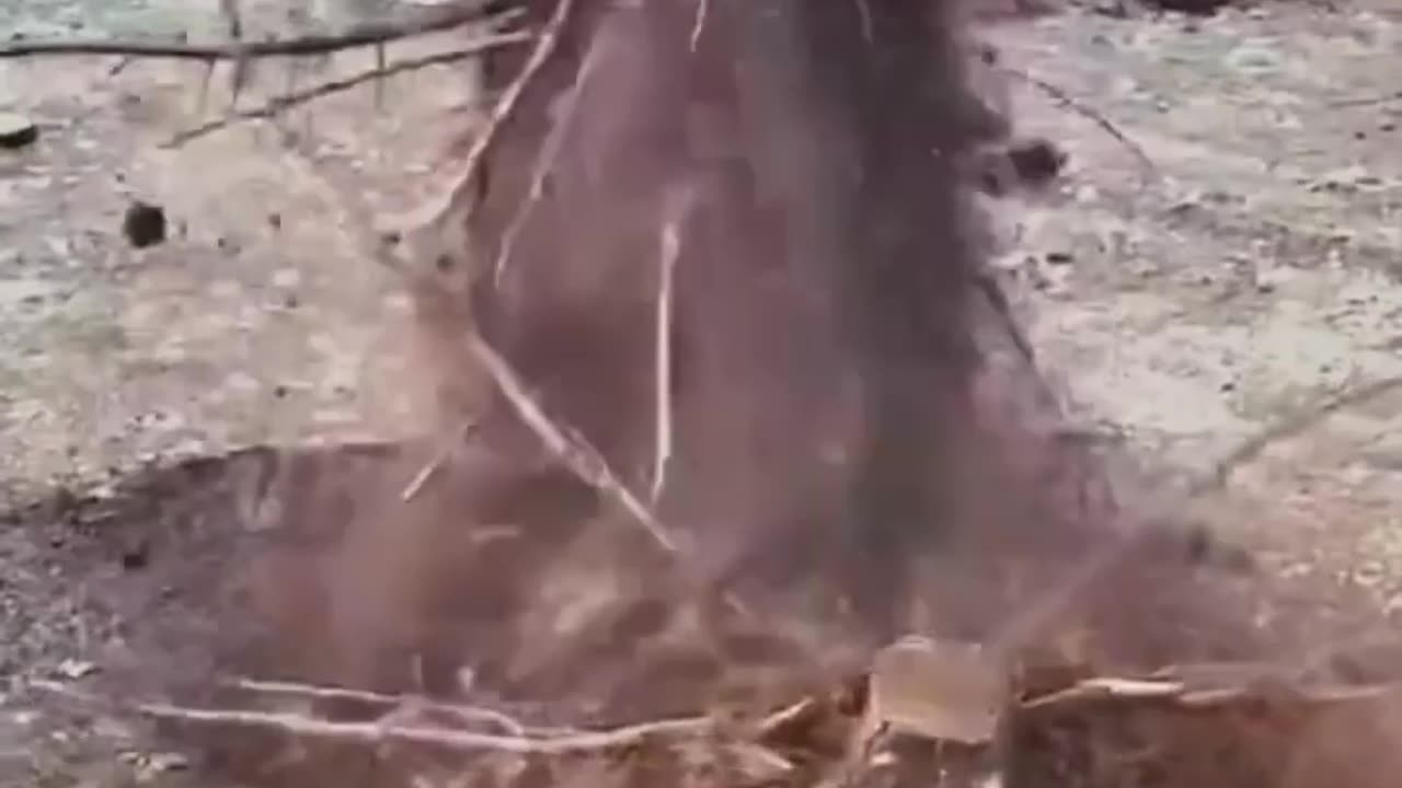 You Won't Believe This Massive Tree Root Removal!