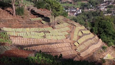 Drying Tobacco Leaves in Yunnan Rural China