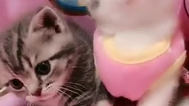 Cute cats funny videos cats fighting moments