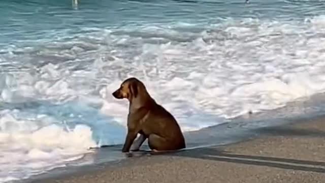 Do dogs suffer too Sitting alone by the sea