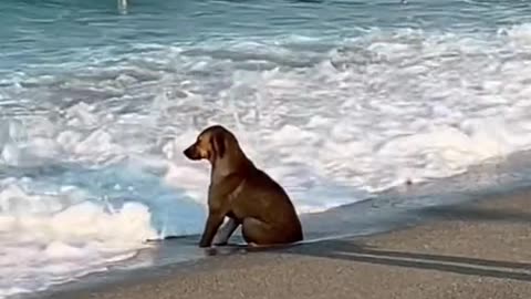 Do dogs suffer too Sitting alone by the sea