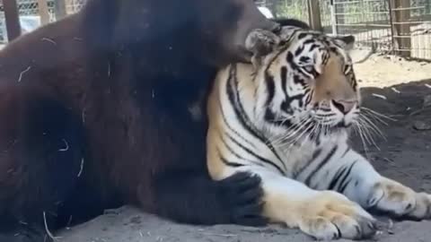 tiger and bear​ best friend