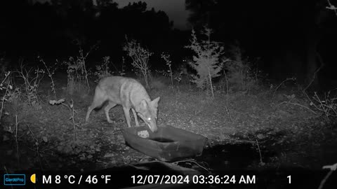 Coyote Drags Water Tub 2