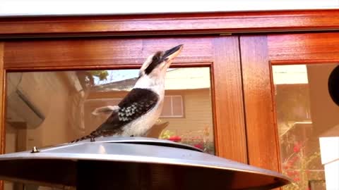 Impressive Kookaburra call