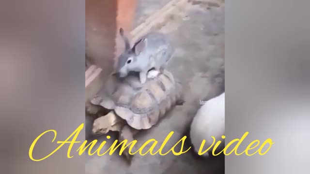 Cute animals very nice video