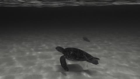 underwater beauty
