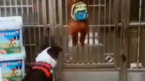 The last dog closes the door! Funny dogs #shorts