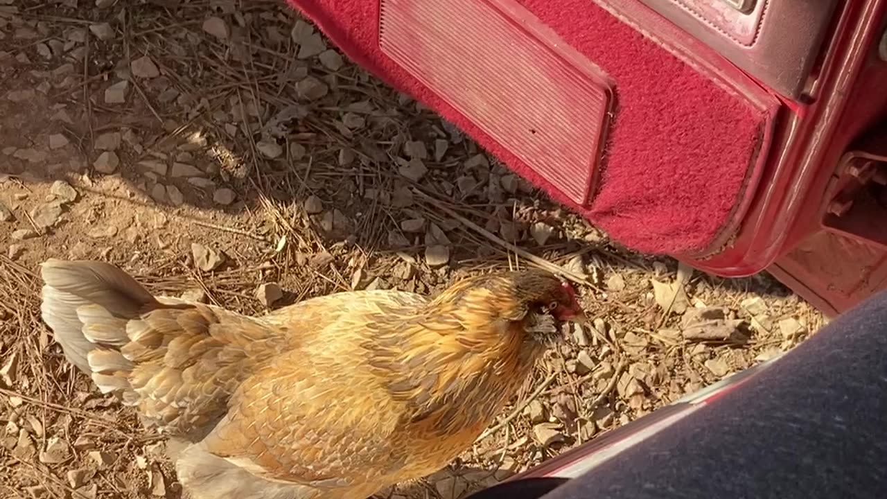 Trying to get the Girls to Ride With Me