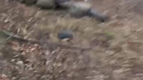 Another 12 Left in the Treeline