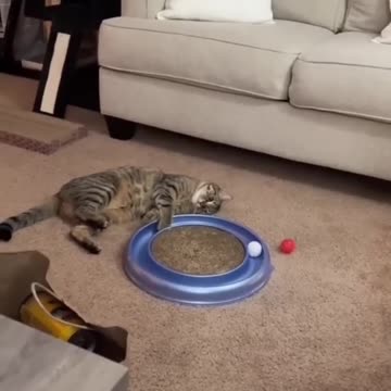 Cute cat and funny video