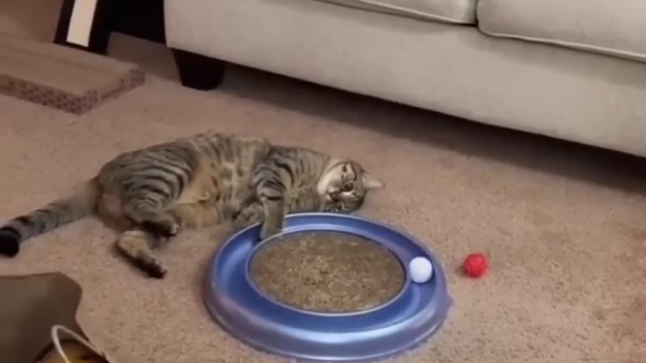 Cute cat and funny video