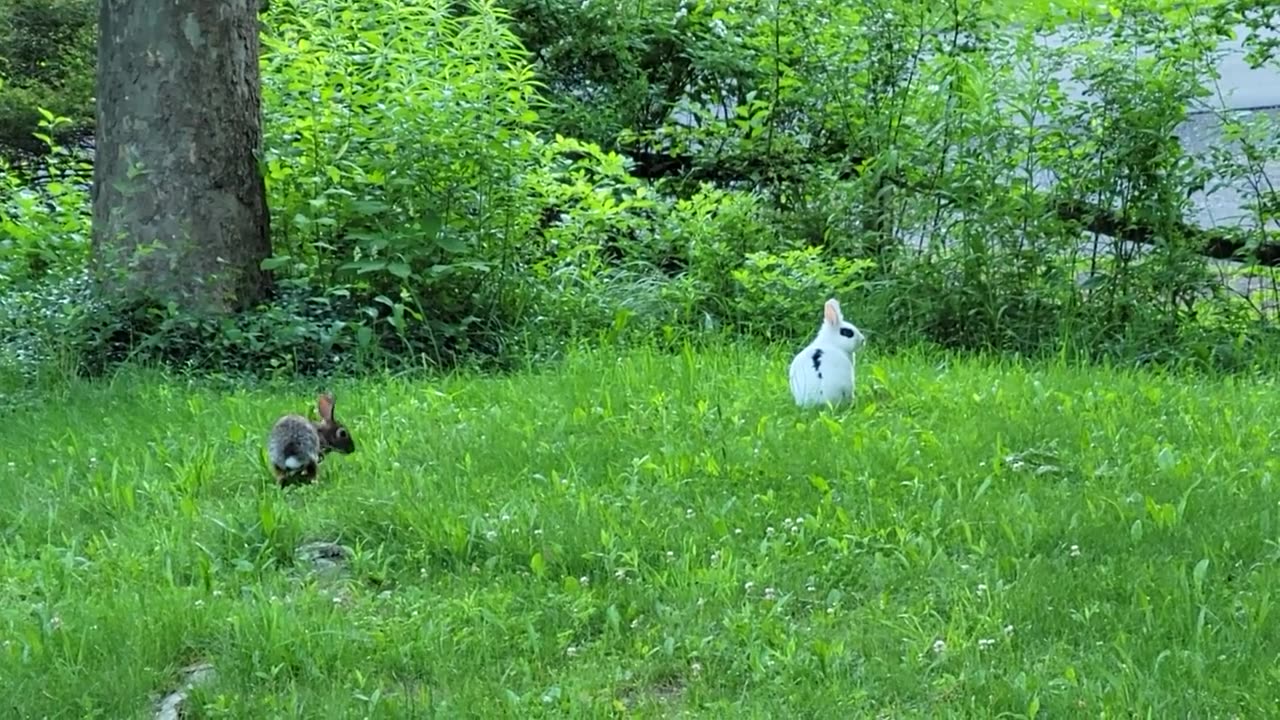 Pet rabbit meets wild rabbit for the first time