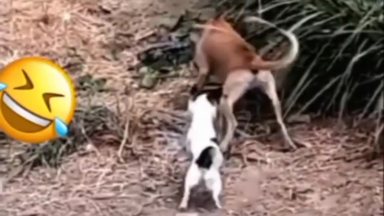 Funny animal video🤣😹😸🤓