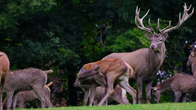 Cervids: Bovine Tuberculosis (bTB) in Cervids ( Deer and Elk )