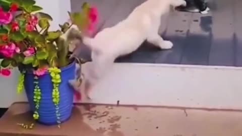 Funny Cat And Dog Compilation 4-10-2023 😅🐶🐈 #shorts