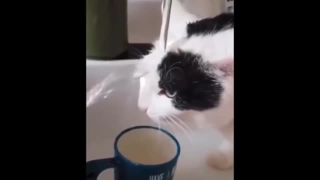 Try not to Laugh at these funny cats