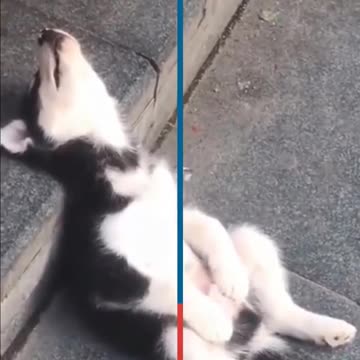 Try Not To Laugh - Funny Dogs Videos Compilation - Adorable Dogs 🐶