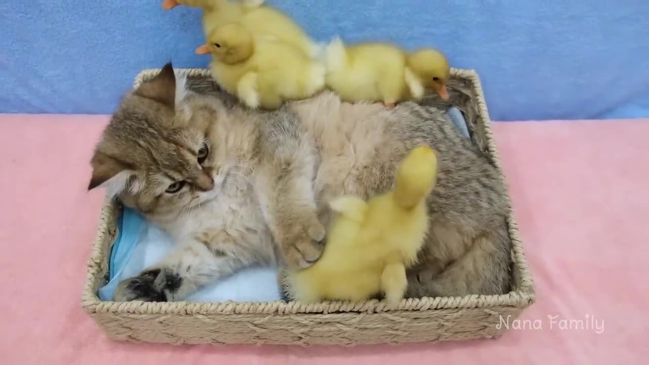 Kitten plays with duckling so cute