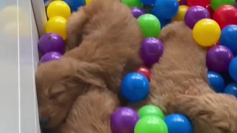 Building a puppy ball pit!