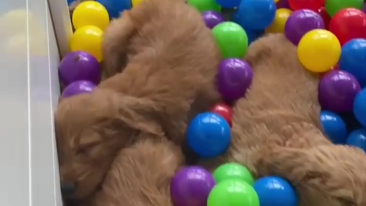 Building a puppy ball pit!