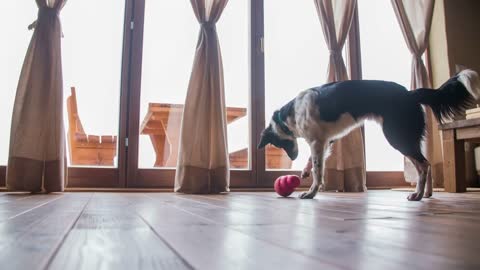 Puppy playing with Biscuit Ball Treat Holde