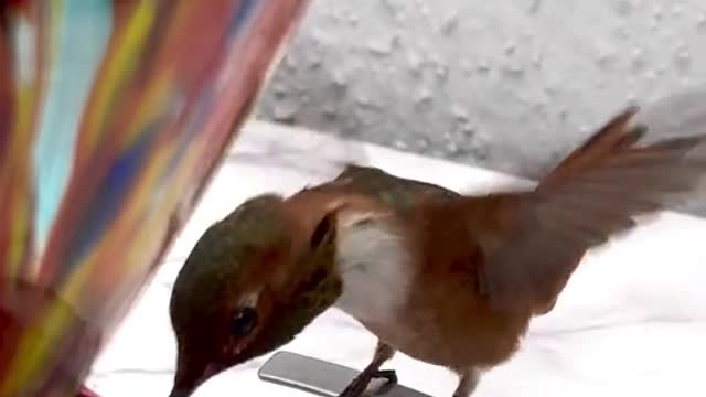 I get scolded with chirps when move the feeder.