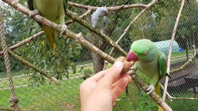 Parrot autumn treats