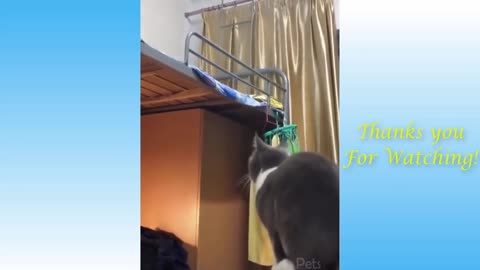 Top Funny Cat Videos Of The Weekly