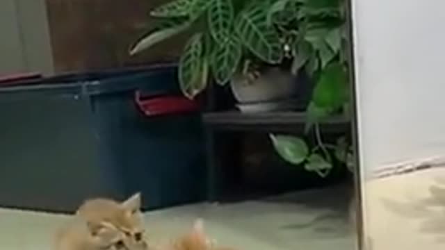 Best Funny Animal Videos 2022 😂 - Funniest Cats Mirror Fear Videos 😻