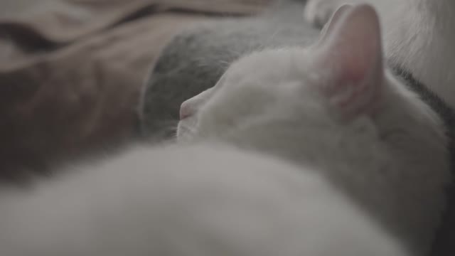 The white cat sleeps deeply and comfortably