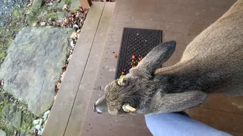 Buck 🦌 NW NC at The Treehouse 🌳 Whiskers stops by for a snack
