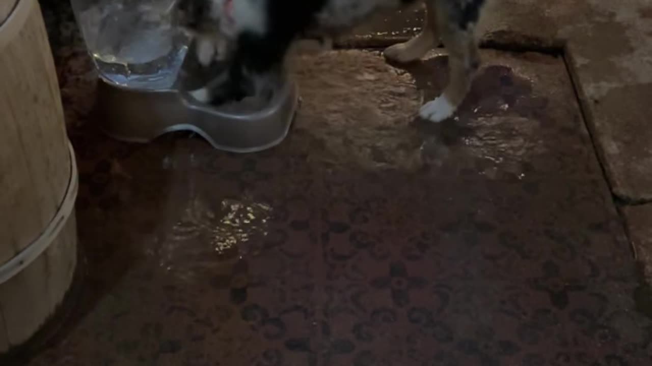 Silly Puppy Splashes And Bites Water Bowl