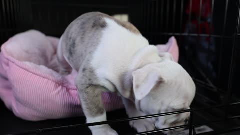 Funny dog videos