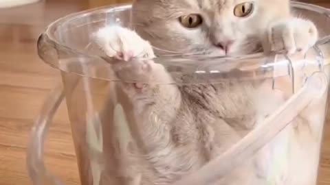 Cat's funny - cute cat's
