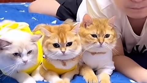 Cats watch together