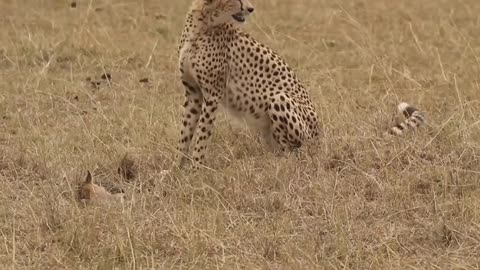 [!!Shaky Video!!] Cheetah playing with baby gazelle before eating it-4