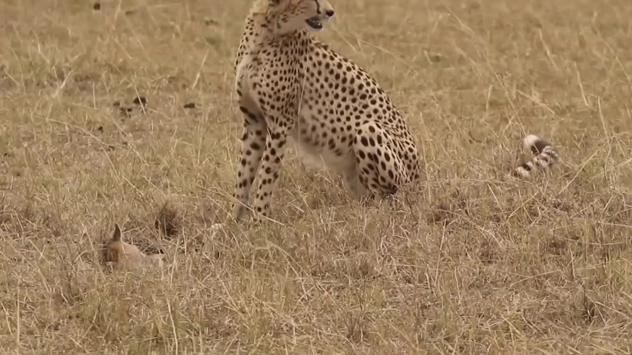 [!!Shaky Video!!] Cheetah playing with baby gazelle before eating it-4