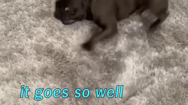 the old swine is paying for his fling in Levuka