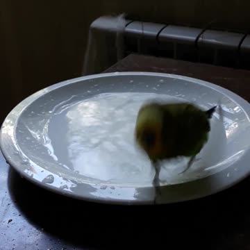 The parrot loves to swim.