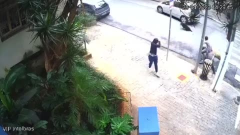 Motorista atropela cinco cachorros e foge sem prestar socorro em SP