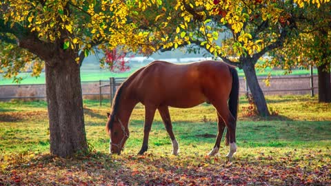 10 MINUTES of BEAUTIFUL FALL HORSES | BEST Relax Music, Meditation, Stress Relief, Calm | TVM