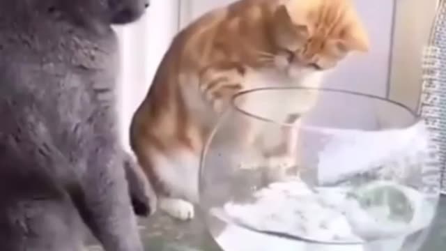 A Cute cat trying to cach fish